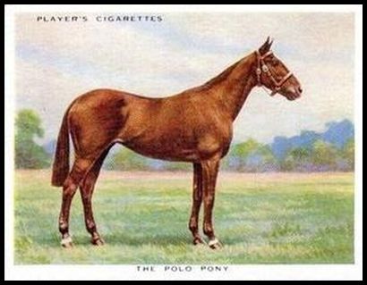 16 The Polo Pony